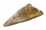 Fossil Tyrannosaur (Nanotyrannus) Premax Tooth - Montana #338702-1